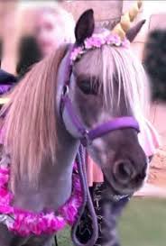 We did not find results for: Heavenly Chariots Party Ponies Posts Facebook