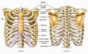 Each rib consists of a head, neck, and a shaft. Anatomy Bones Human Anatomy And Physiology Human Skeleton Anatomy