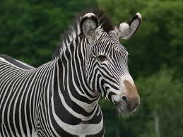 Why Zebra Have Stripes Capradio Org
