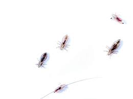 how to get rid of lice pests in the home