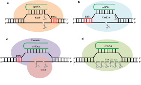 crispr cas based systems in bacteria