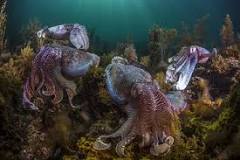 what-is-a-group-of-octopus