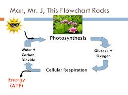 Cellular Respiration Catalyst Ppt Video Online Download