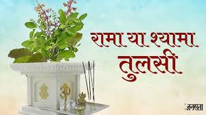 Vastu Tips Know Best Tulsi Plant For