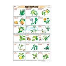 Medicinal Plants Chart India Medicinal Plants Chart
