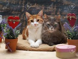 Mildly to moderately poisonous to dogs and cats, the toxic principle, lycorine, can cause vomiting, depression, diarrhea, abdominal pain, hypotension, excessive salivation, and tremors. Two Cats Surrounded By Flowers And Hearts Stock Photo Picture And Royalty Free Image Image 72089924
