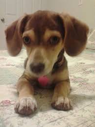 pocket beagle dog breed information and