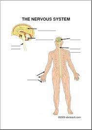 In human's body, the nervous system has two major parts: Diagram The Nervous System Upper Elem Abcteach