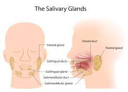 salivary gland disease 了解唾液腺 衛