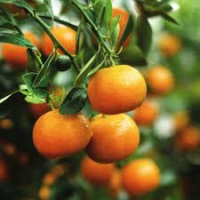 Gal Mandarin Clementine Evergreen
