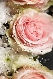 rose with water drops images free