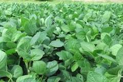 Does soybeans need fertilizer?