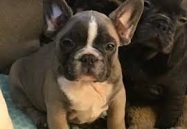 They also help place older frenchies and mixes into forever retirement homes, and help fund the efforts of other french bulldog rescue groups. French Bulldog Puppy For Sale Adoption Rescue For Sale In Stratford Wisconsin Classified Americanlisted Com