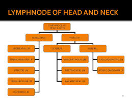 Lymphatic Drainage Of Head Neck Ppt Video Online Download