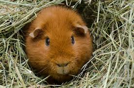 train a guinea pig to use a litter box