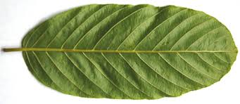Basic Plant Identification Leaf Venation Flashcards | Quizlet