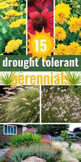 15 Drought Tolerant Perennials For Low