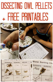 How To Dissect Owl Pellets Homeschool Project Slap Dash Mom