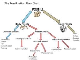Ppt The Fossilization Flow Chart Powerpoint Presentation