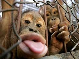 Résultat de recherche d'images pour "monkeys in cage"