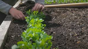 4 Steps To Make Garden Rows Gardenprofy