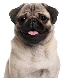 Look here to find a pug breeder close to youflorida who may have puppies for sale or a male dog available for stud service. Traveling With A Pug Takes Special Considerations
