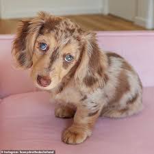 See more ideas about dachshund, cream dachshund, dachshund puppies. Adorable Six Month Old Dachshund Puppy Becomes A Social Media Star Daily Mail Online