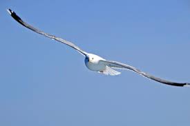 Image result for seagull in flight