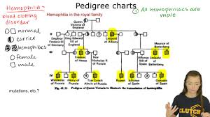 Below Is A Pedigree Chart Illustrating The Transmission Of Hemophilia In The Royal Family Of England Evaluate The Pedigree And Determine How Such Is Transmitted Within This Family Does The