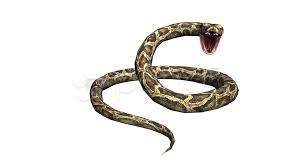 snake jungle carpet python open mouth
