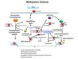 How Genetics Affects Detoxification Methylation Drhardick