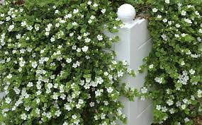 Trailing Annuals For Retaining Walls