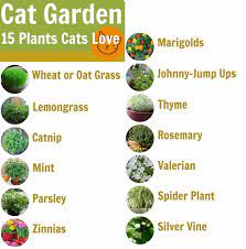 Cat Friendly Garden