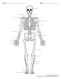 Free Printable Human Skeleton Worksheet For Students And