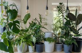Use House Plants To Increase Your Home