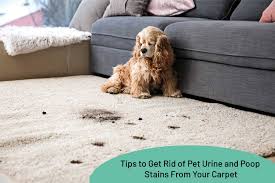 pet urine and stains