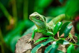 Amenazadas de extinción, 21 de cada 100 especies de reptiles