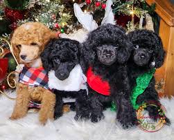 prince toy poodle stud located in