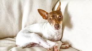 rat terrier dog breed health and care