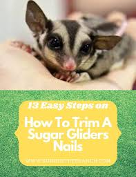 how to trim your sugar gliders nails