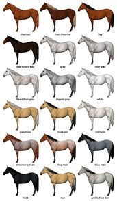 How To Draw Horses Horse Coat Colors Chart Horse Drawings