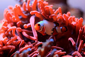 host anemone ocellaris clownfish