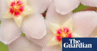 How does instant flower identification work? Name That Plant Gardens The Guardian