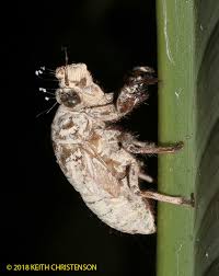Zombie Cicada - oh my! (UPDATED) - tropicalbats.com