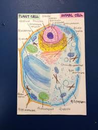 Plant cell coloring answer key. Making A Lapbook For Plant And Animal Cells Wehavekids