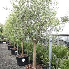 Olea Europaea Olive Tree Caragh