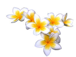 frangipani flower png