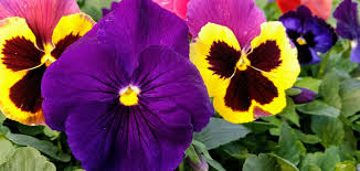 What S The Best Time To Plant Annuals