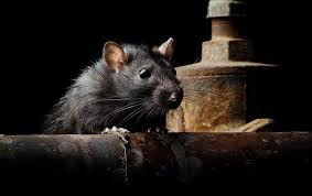 Rat Identification Prevention