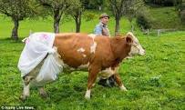 Agricultor coloca fralda em suas vacas, após nova lei que ...